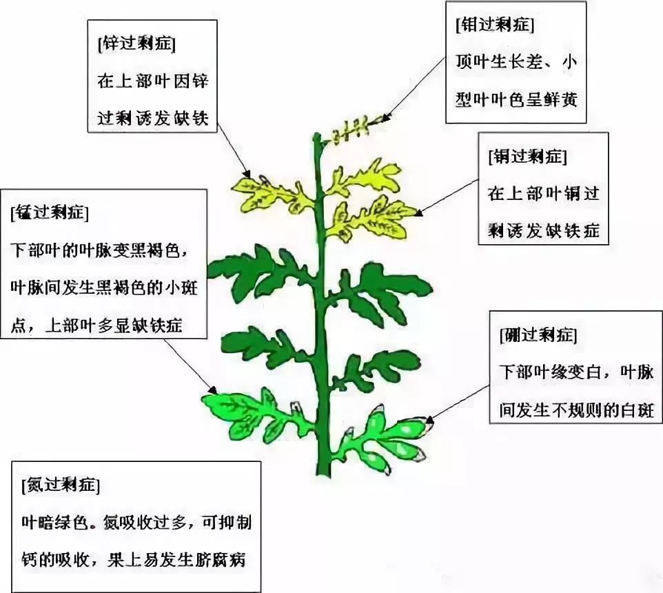 微量元素肥料一般采用何种方式使用?其优点是什么?